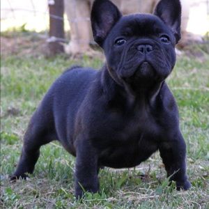 Meet your Posher, Rodrigue